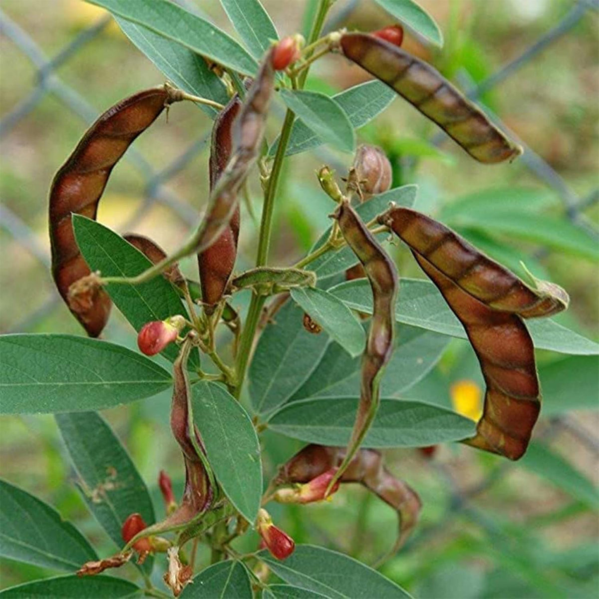Cajanus Cajan vegetable seeds for planting – Heirloom & Non-GMO garden seeds, hearty legumes for rich harvests