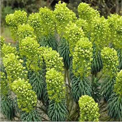 Lathyris Flower Seeds for Planting – Hardy, Heirloom, Non-GMO, High Germination Organic Garden Seeds
