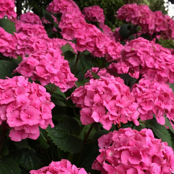 Flower Seeds, Seeds,Seeds For Planting,Plant Seeds