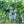 Fruit Seeds,Garden seeds, Seeds For Planting,Plant Seeds
