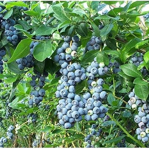 Fruit Seeds,Garden seeds, Seeds For Planting,Plant Seeds