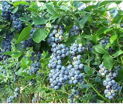 Fruit Seeds,Garden seeds, Seeds For Planting,Plant Seeds