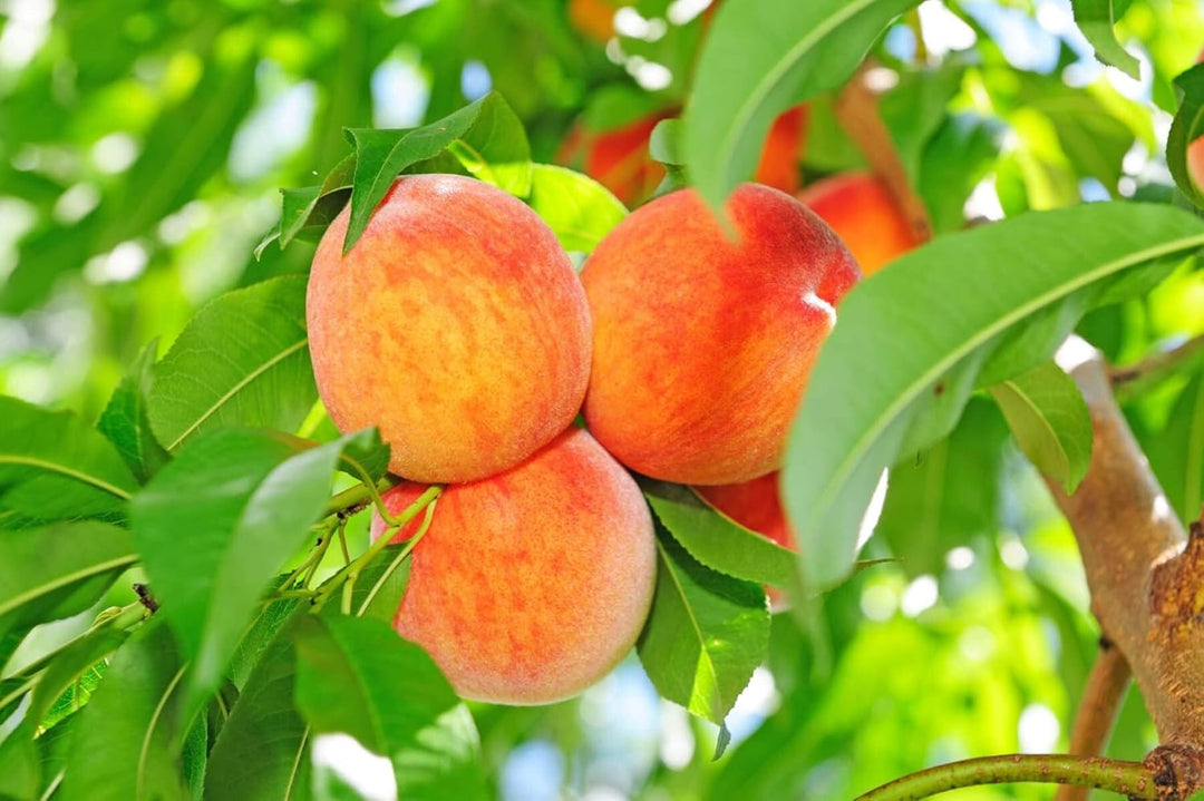 Fruit Seeds,Garden seeds, Seeds For Planting,Plant Seeds