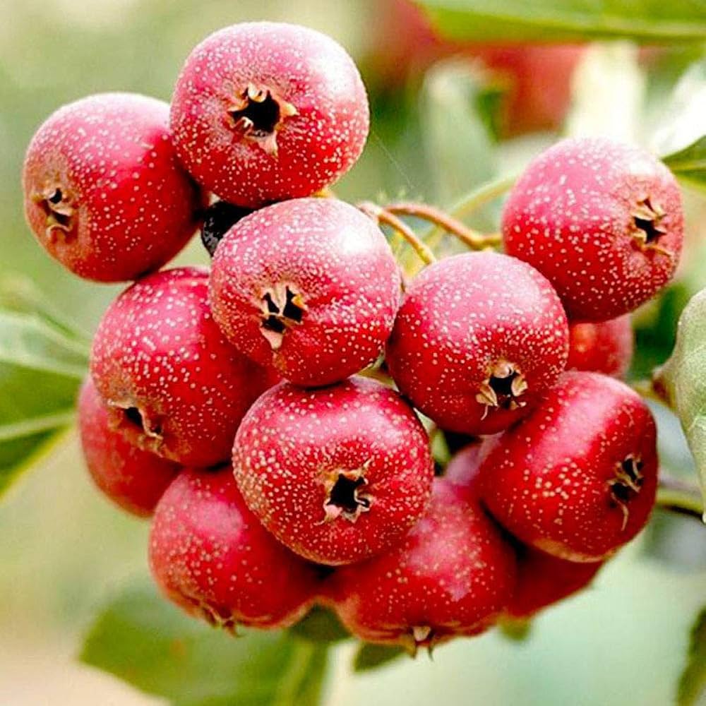 Fruit Seeds,Garden seeds, Seeds For Planting,Plant Seeds