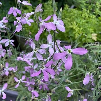 Lavender Evening-Scented Flower Seeds for Planting – Heirloom, Non-GMO, High Germination, Organic Garden Seeds