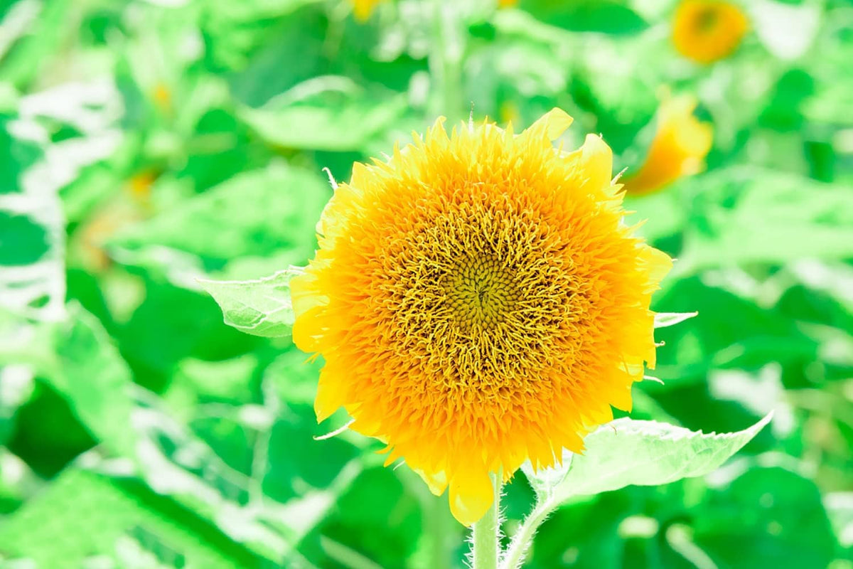 Mixed Blanket Sunflower Flower seeds for Planting - Premium Quality, Heirloom & GMO Free Seeds for Home Garden