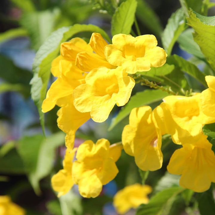 Flower Seeds, Seeds,Seeds For Planting,Plant Seeds