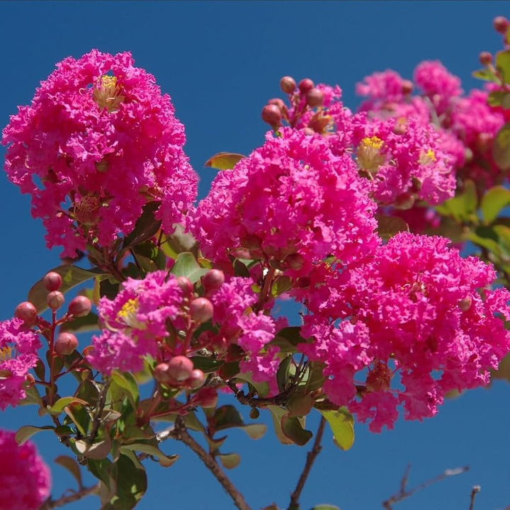 Pink Fraseri Serrulata Flower Seeds for Planting – Heirloom Non-GMO, High Germination Organic Garden Seeds