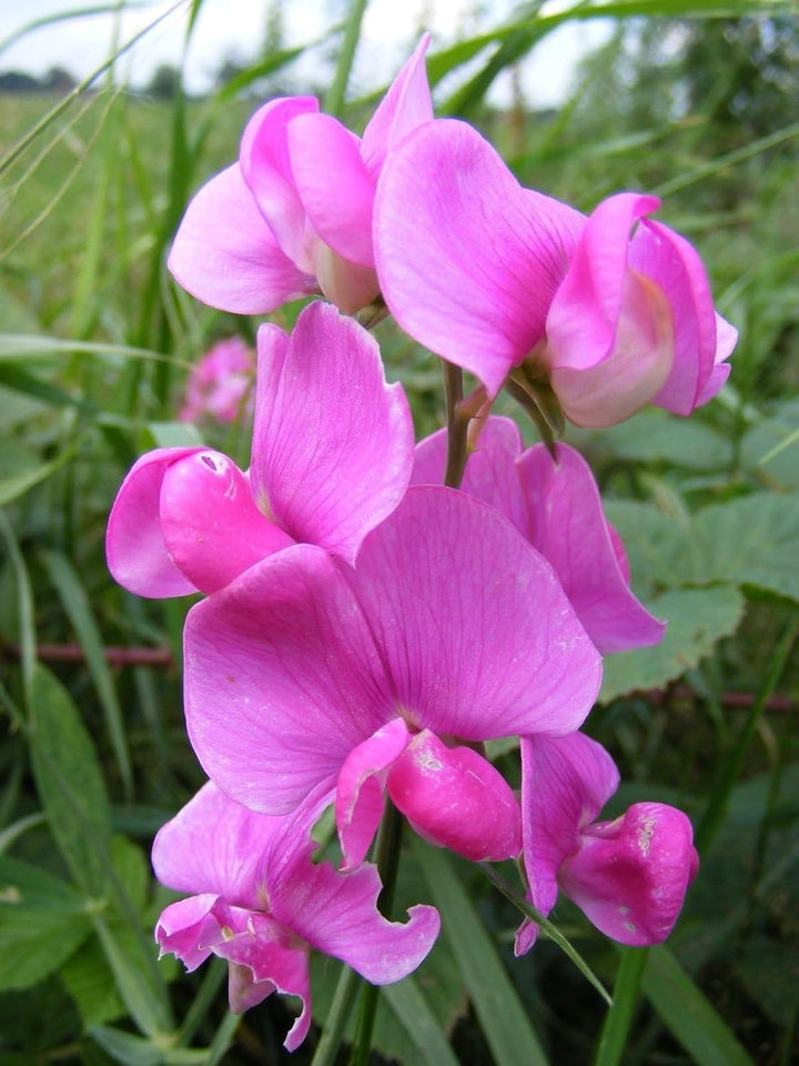 Flower Seeds, Seeds,Seeds For Planting,Plant Seeds