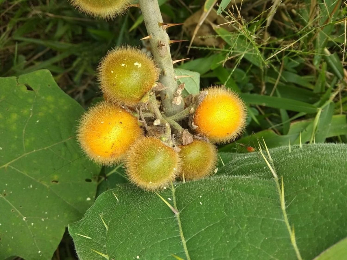 Fruit Seeds,Garden seeds, Seeds For Planting,Plant Seeds