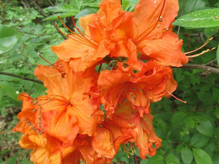 Rhododendron Orange Flower Seeds for Planting – Heirloom, Non-GMO, High Germination Organic Garden Seeds for Home Garden
