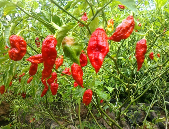 Ghost Pepper Bhut Jolokia Seeds for Planting – Heirloom, Non-GMO, Extremely Hot Chili – High Germination