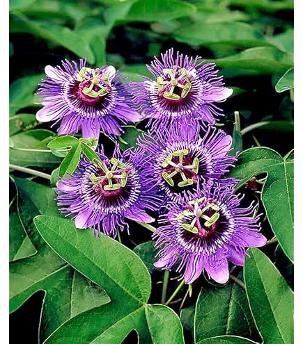 Passion Flower Seeds for Planting Lavender – Low Maintenance, Heirloom, Non-GMO, High Germination Organic Garden Seeds