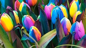 Flower Seeds, Seeds,Seeds For Planting,Plant Seeds