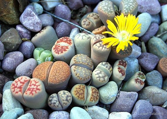 Pleiospilos Flower Seeds for Planting – Heirloom, Non-GMO, High Germination Cottage Garden Seeds