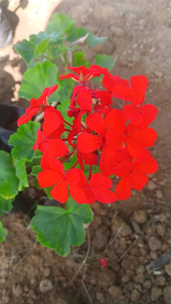 Red Geranium Flores Flower Seeds for Planting – Heirloom, Non-GMO, High Germination Organic Garden Seeds