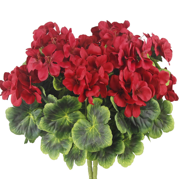 Maroon Red White Geranium Flower Seeds for Planting – Heirloom, Non-GMO, High Germination, Organic Garden