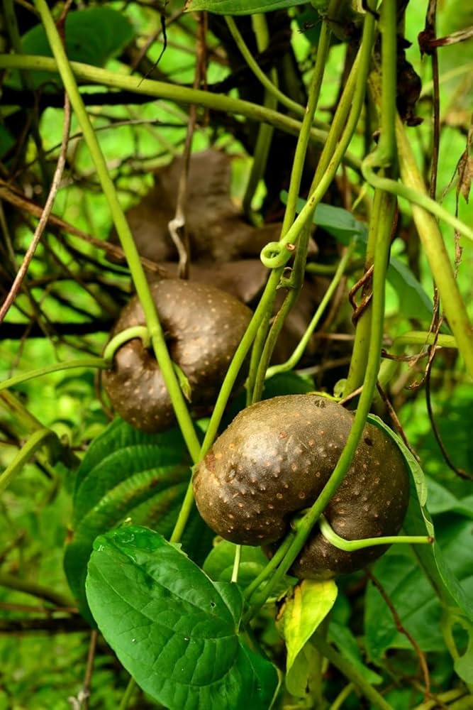 Dioscorea Potato Vegetable Seeds for Planting – Heirloom Non-GMO High-Yielding Tubers