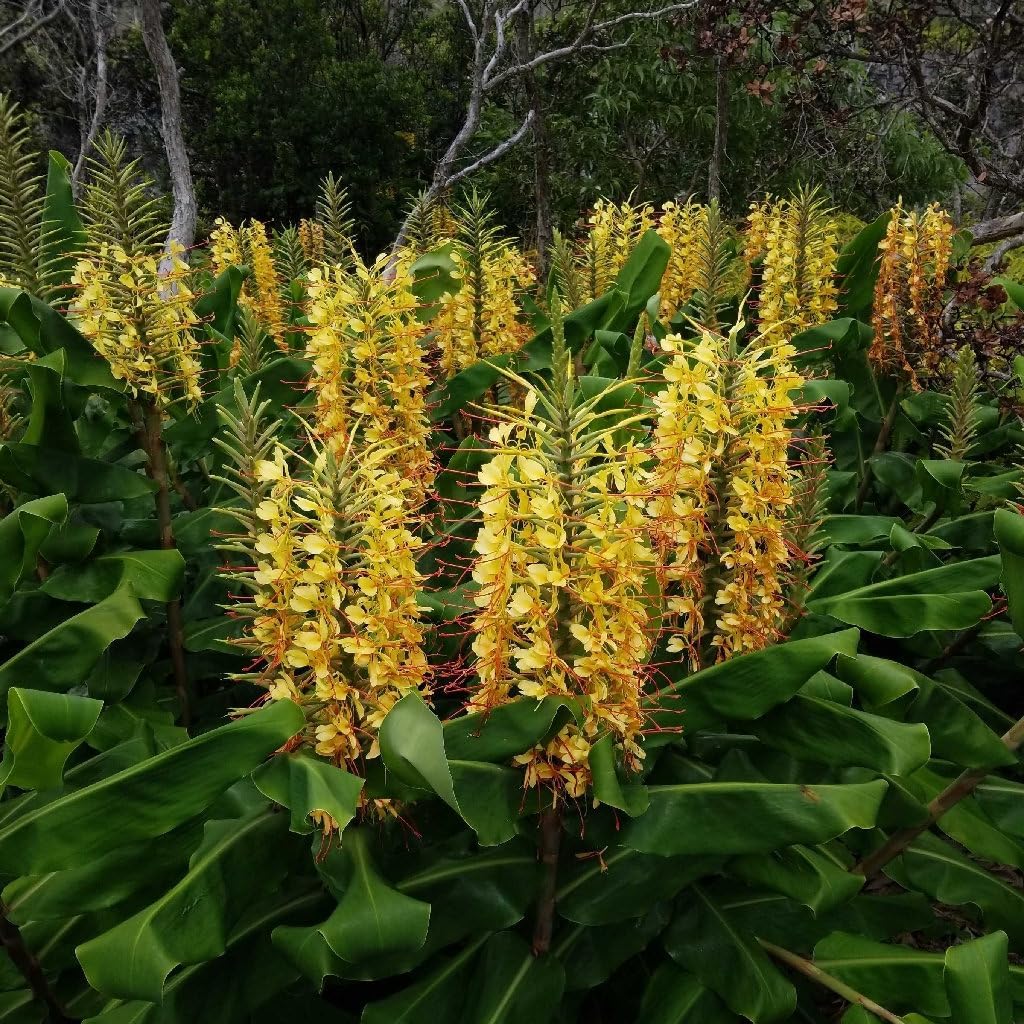 Flower Seeds, Seeds,Seeds For Planting,Plant Seeds