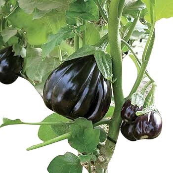 Vegetable Seeds,Garden seeds, Seeds For Planting,Plant Seeds