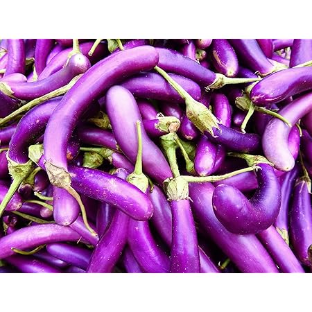 Purple Eggplant fruit seeds for planting - Heirloom & Non-GMO Garden seeds