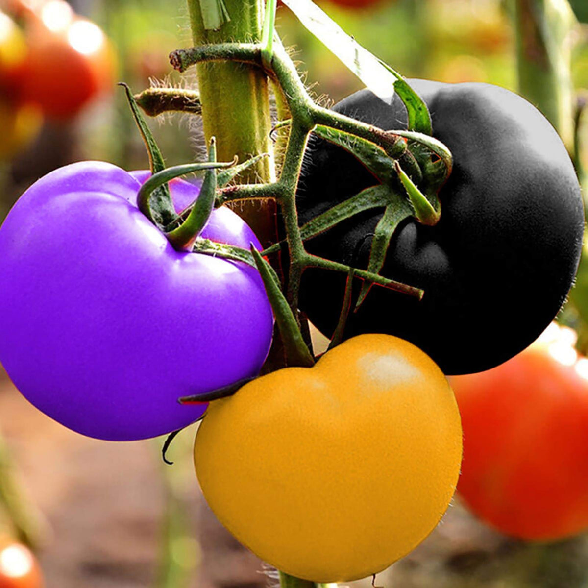 Multi-Colour Tomato Vegetable Seeds for Planting – Heirloom & Non-GMO Seeds for Vibrant, Unique Garden Tomatoes