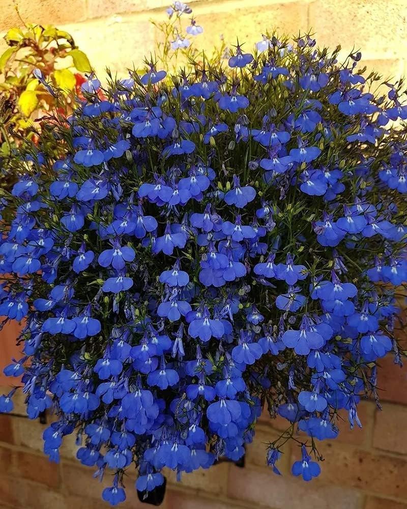 Blue Creeping Thyme Flower seeds for Planting - Cottage Garden Essential, Heirloom &amp; GMO Free Seeds for Home Garden