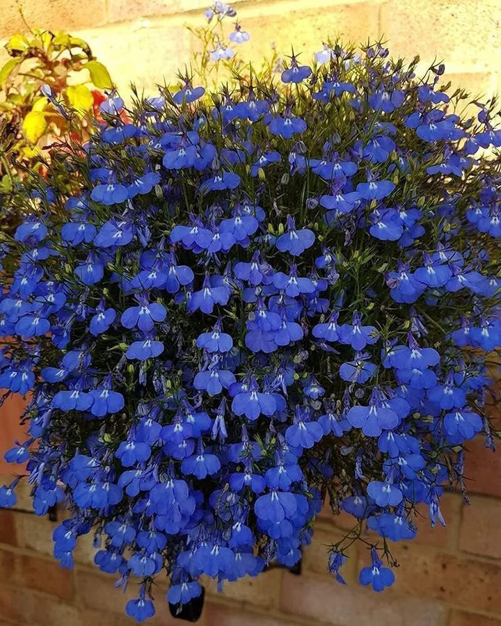 Blue Creeping Thyme Flower seeds for Planting - Cottage Garden Essential, Heirloom &amp; GMO Free Seeds for Home Garden