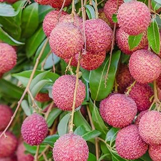 Leeche fruit seeds for planting - Heirloom & Non-GMO garden seeds, tropical juicy variety with high yield