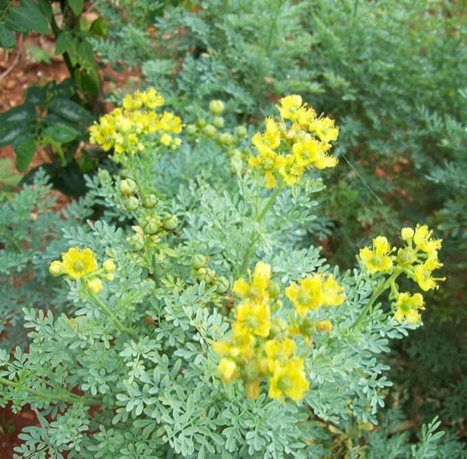 Ruta Graveolens Flower Seeds for Planting – Heirloom, Non-GMO, Fragrant Blossoms, High Germination Organic Seeds