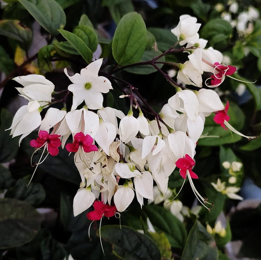 White Clerodendrum Thomsonae Hanging Flower Seeds for Planting – Heirloom, Non-GMO, High Germination Seeds