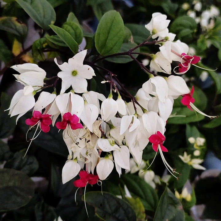 White Clerodendrum Thomsonae Hanging Flower Seeds for Planting – Heirloom, Non-GMO, High Germination Seeds