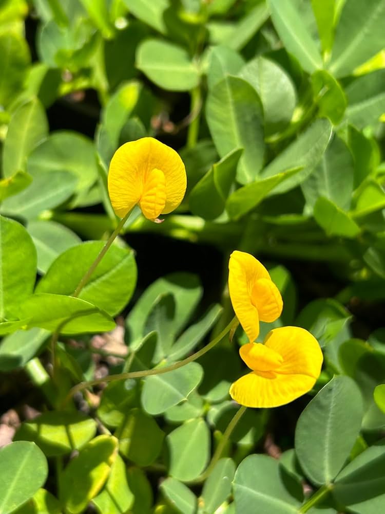 Peanut Flower Seeds for Planting – Heirloom Non-GMO Seeds, High Germination Organic Garden Seeds