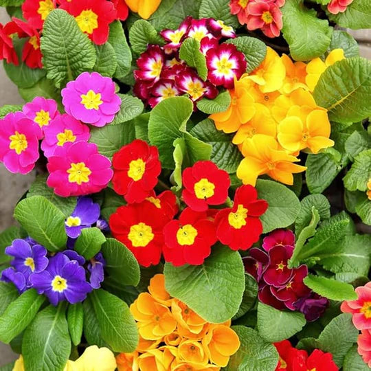 Mixed Malacoides Flower Seeds for Planting – Heirloom, Non-GMO, High Germination Organic Garden Seeds