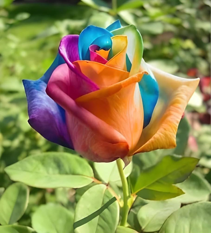 Pink Rainbow Potted Rose Flower Seeds for Planting – Heirloom, Non-GMO, High Germination Organic Garden Seeds