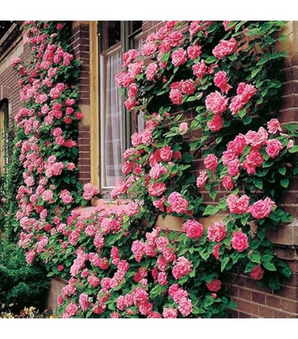 Pink Climbing Geranium Flower Seeds for Planting – Heirloom, Non-GMO, High Germination Organic Seeds