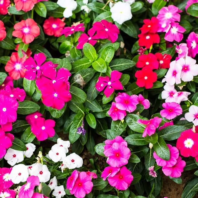 Mixed Periwinkle Flower Seeds for Planting Heirloom Non-GMO High Germination Organic Garden Seeds