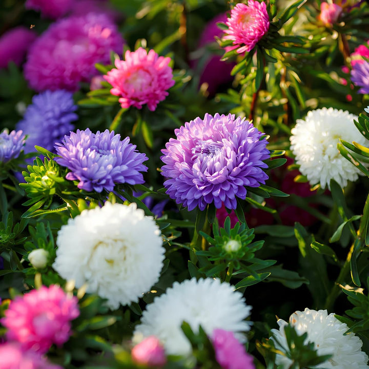 Multi-Colour Aster Flower Seeds for Planting – Heirloom, Non-GMO, High Germination Organic Garden Seeds
