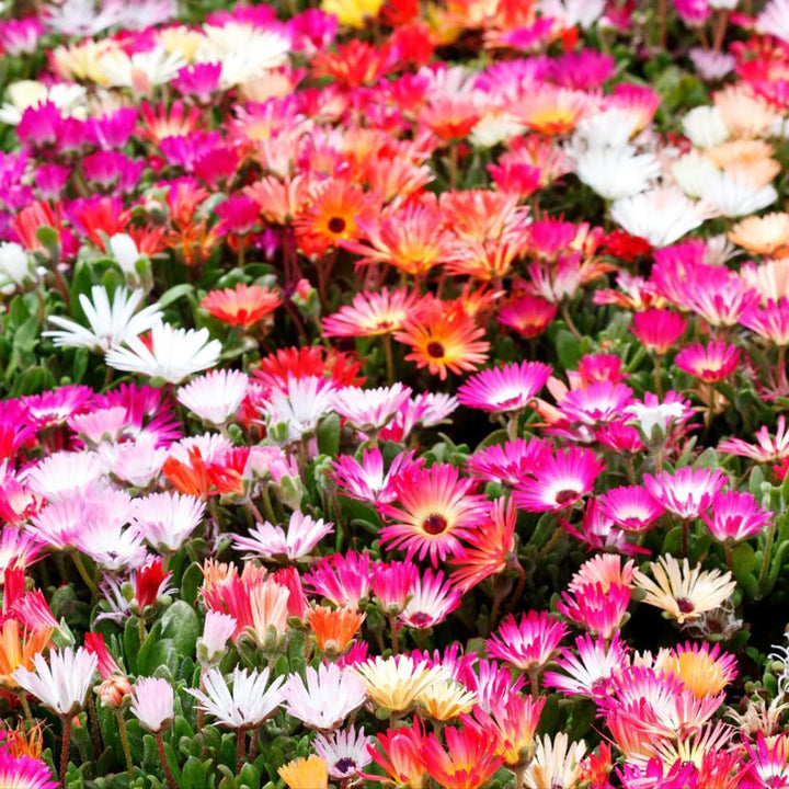 Flower Seeds, Seeds,Seeds For Planting,Plant Seeds