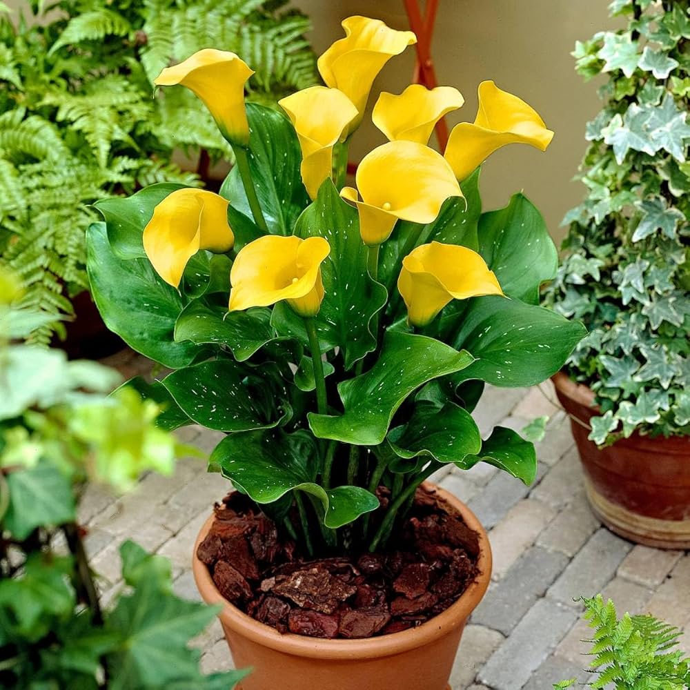 Yellow Calla Flower Seeds for Planting – Heirloom, Non-GMO, High Germination Garden Seeds