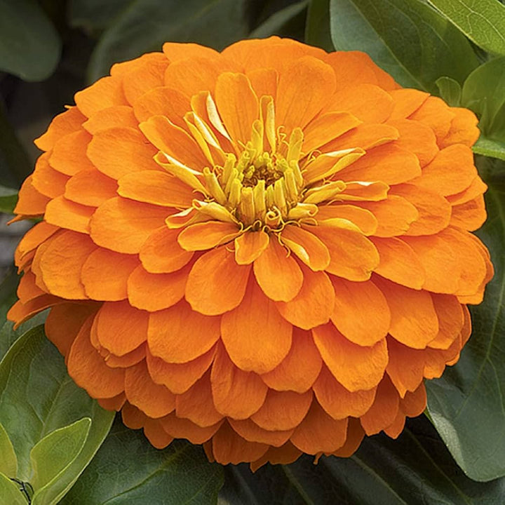 Light Orange Zinnia Flower Seeds for Planting – Drought Tolerant, Heirloom, Non-GMO for Home Garden