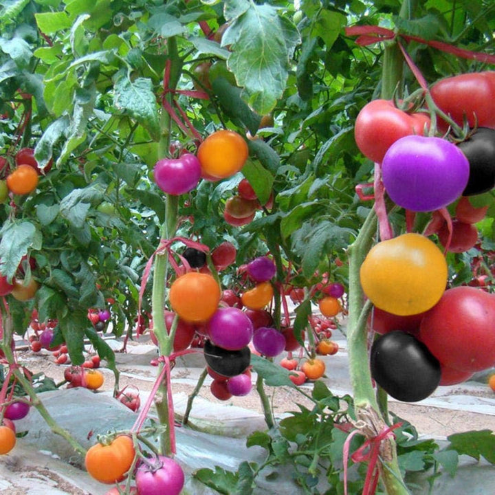 Vegetable Seeds,Garden seeds, Seeds For Planting,Plant Seeds