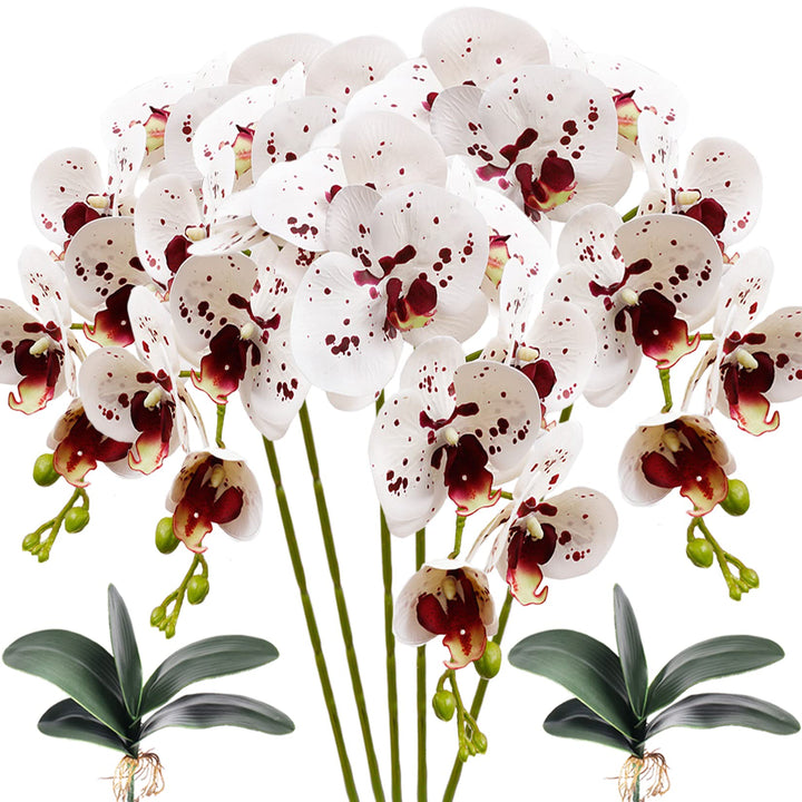 Burgundy White Phalaenopsis Orchids Seeds Flower Seeds for Planting | Heirloom Non-GMO High Germination