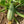 Vegetable Seeds,Garden seeds, Seeds For Planting,Plant Seeds