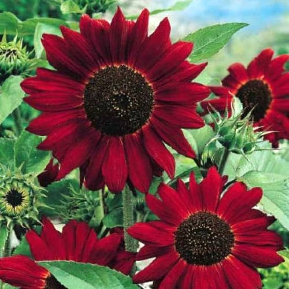 Red Mini Sunflower Seeds for Planting, Heirloom Non-GMO, High Germination Organic Garden Seeds