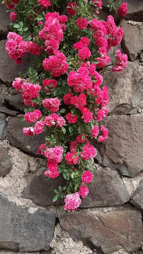 Dark Pink Climbing Rose Flower Seeds for Planting – Sun Loving Heirloom Non-GMO High Germination Organic Garden Seeds