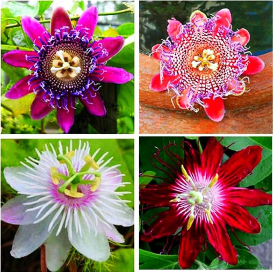 Mixed Color Passiflora Incarnata Flower Seeds – Heirloom, Non-GMO, High Germination Seeds for Planting