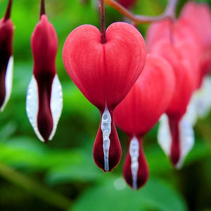 Flower Seeds, Seeds,Seeds For Planting,Plant Seeds