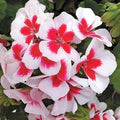 Red &amp; White Geranium Flower Seeds for Planting – Heirloom, Non-GMO Vibrant Organic Garden Seeds