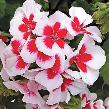 Geranium Pelargonium Seeds for Planting Red White – Heirloom, Non-GMO, High Germination Organic Garden Seeds